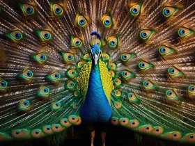 孔雀的尾巴儿童故事图片（孔雀的尾巴图片简笔画）