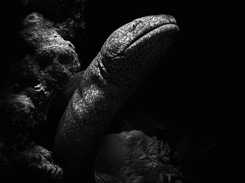 关于海鳗的资料（关于海鳗的资料介绍）