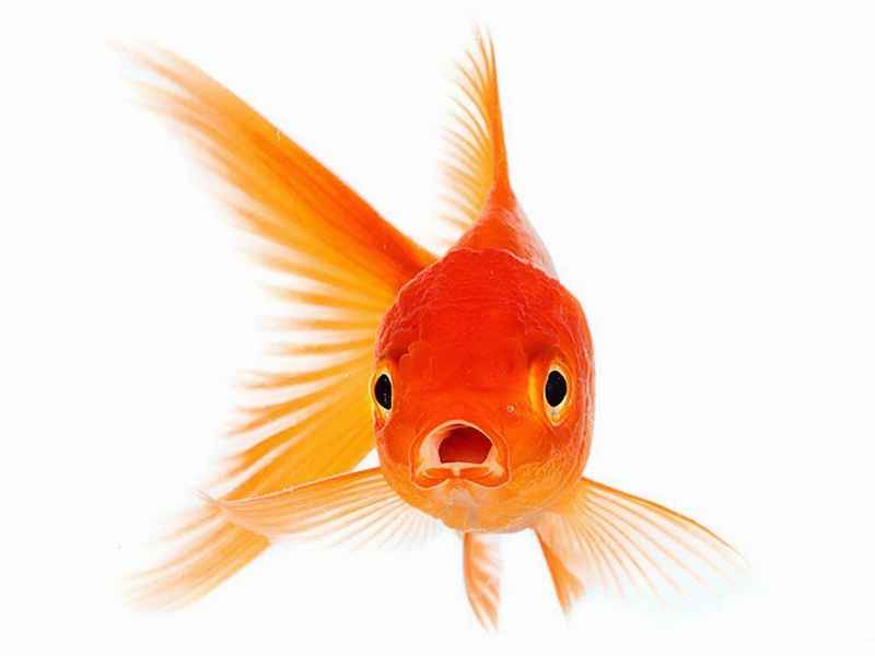 关于金鱼的诗句或名言 关于金鱼的诗句或名言有哪些