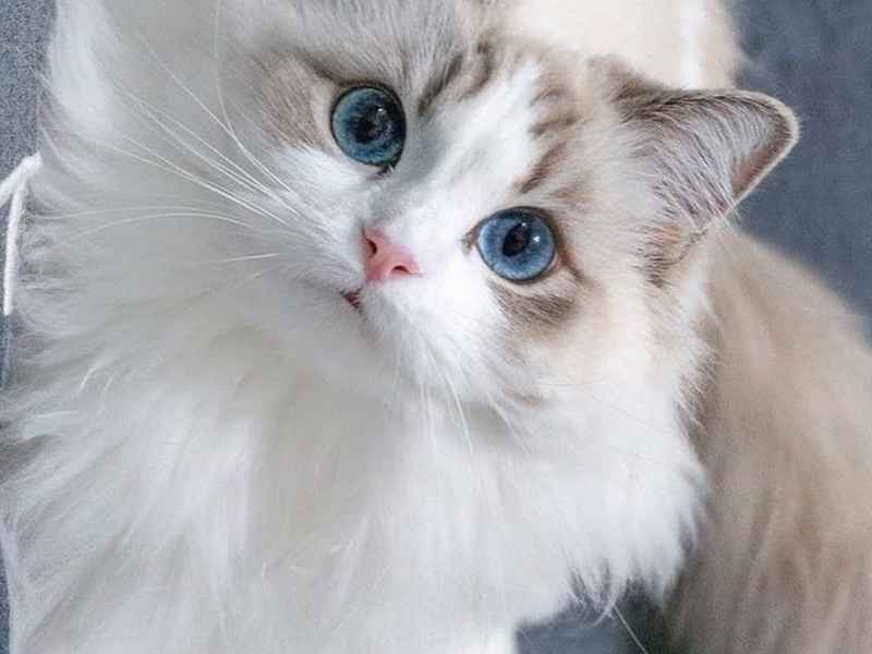 灰姑娘故事免费听；灰姑娘故事大全免费听