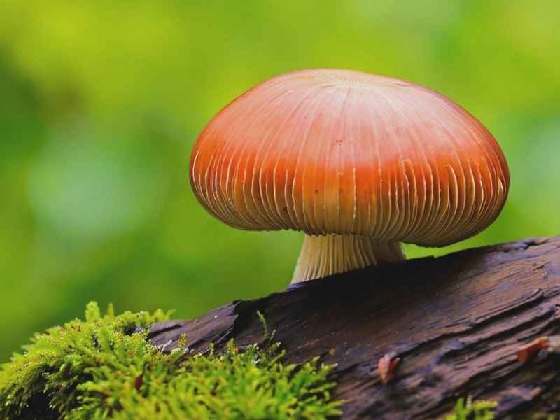 蘑菇的菇是轻声还是第一声（蘑菇的菇是轻声还是第一声拼音）