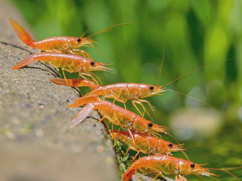 狐狸小鸟 - 狐狸小鸟看图写话图片