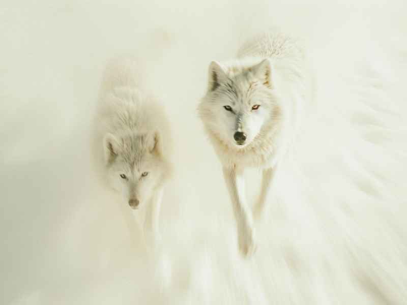 狼的尾巴有什么作用的短视频、狼的尾巴可以起到什么作用