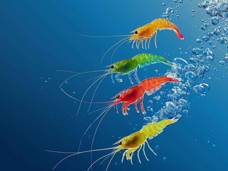 故事大全 睡前故事狼；故事大全 睡前故事狼和七只小羊