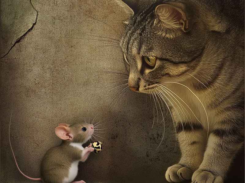 朋友的故事、猫和老鼠做朋友的故事