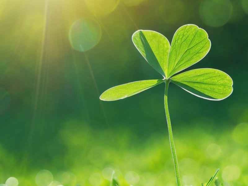 三叶草的故事全集 - 三叶草的故事全集免费听