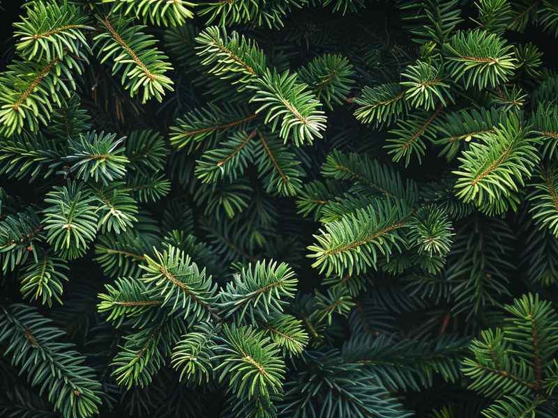 冷杉树介绍（冷杉树种植方法）