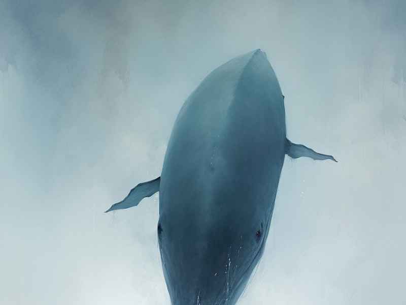 来一个鲸鱼的故事，来一个鲸鱼的故事什么意思