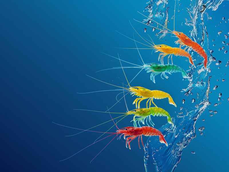 三只小熊的故事 - 三只小熊的故事告诉我们什么道理