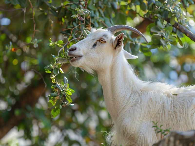 山羊吃草扩写句子，山羊吃草扩写句子二年级
