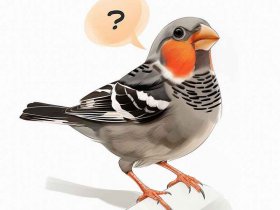 孔雀的故事文字版 - 孔雀的故事文字版下载