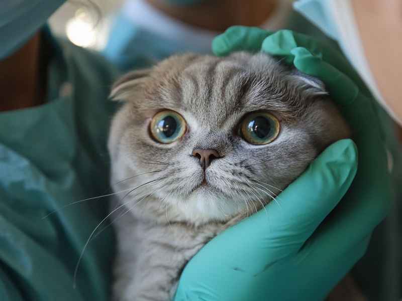 猫咪得耳螨（猫咪得耳螨会传染给人吗）