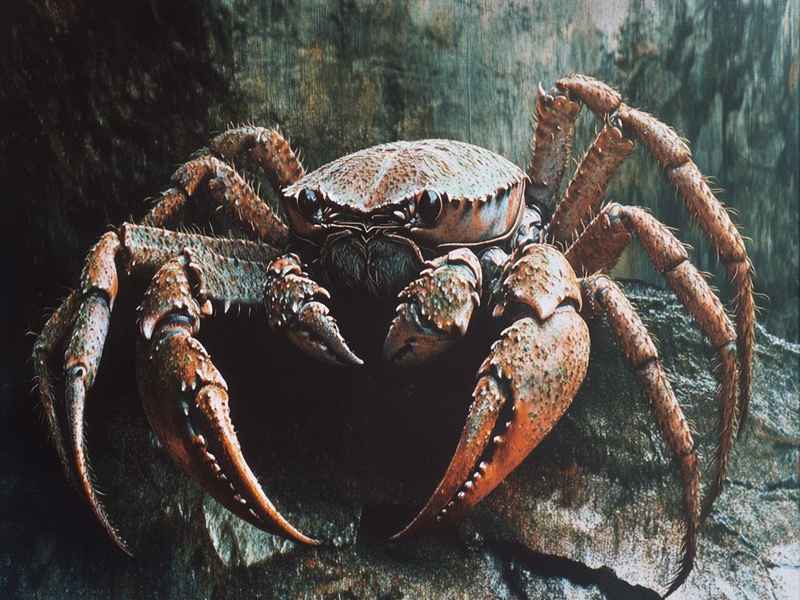 关于螃蟹的基础概括、关于螃蟹的基础概括有哪些