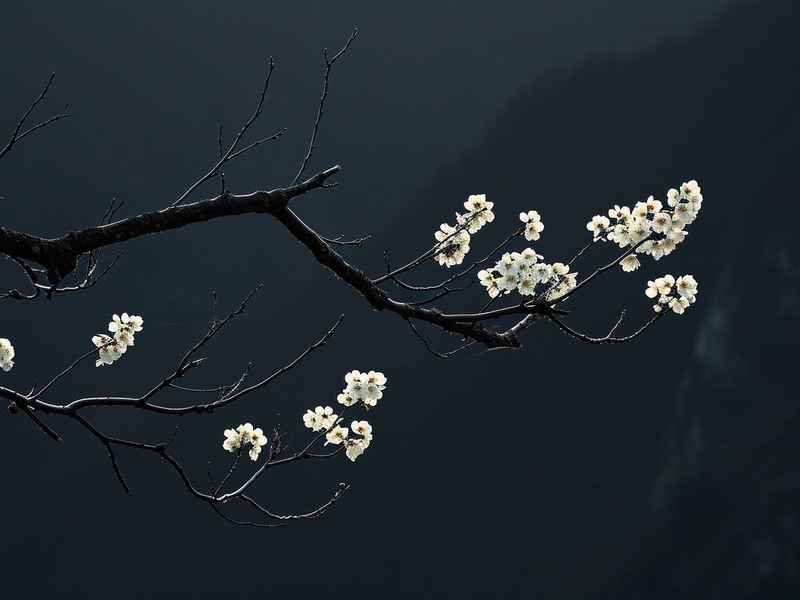 梨花颂背后的故事，梨花颂背后的故事有哪些