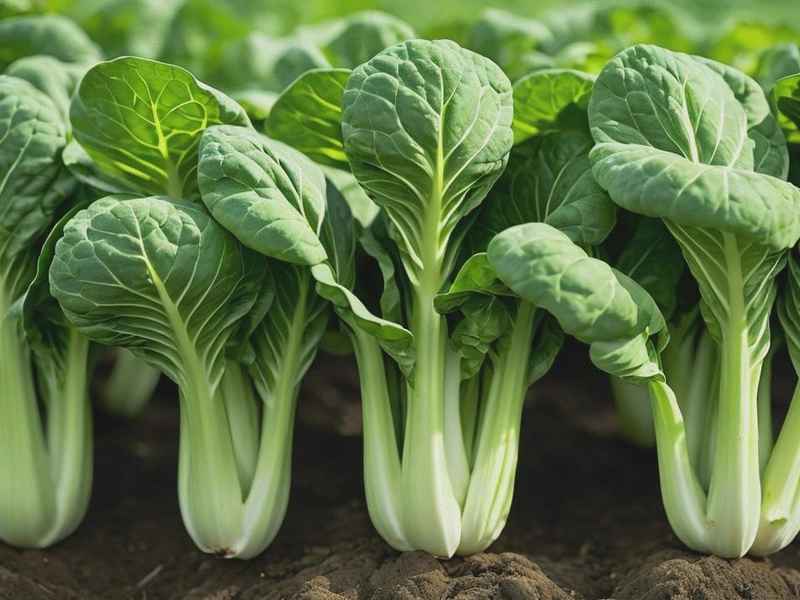 歌曲小白菜的故事简介 歌曲小白菜的故事简介怎么写