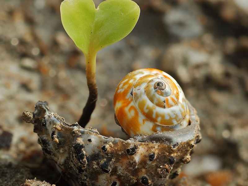 关于小贝壳的故事、关于小贝壳的故事有哪些 关于小贝壳的故事、关于小贝壳的故事有哪些