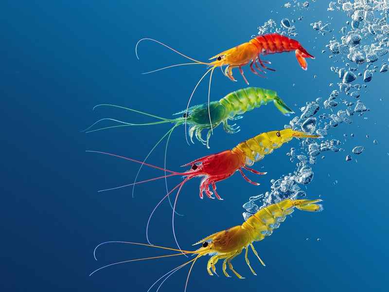 三只小兔的故事文字版 - 三只小兔的故事文字版视频 三只小兔的故事文字版 - 三只小兔的故事文字版视频