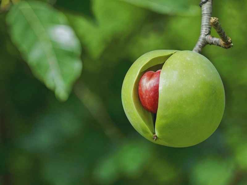 李子核的故事告诉我们什么道理 李子核的故事告诉了我们什么道理