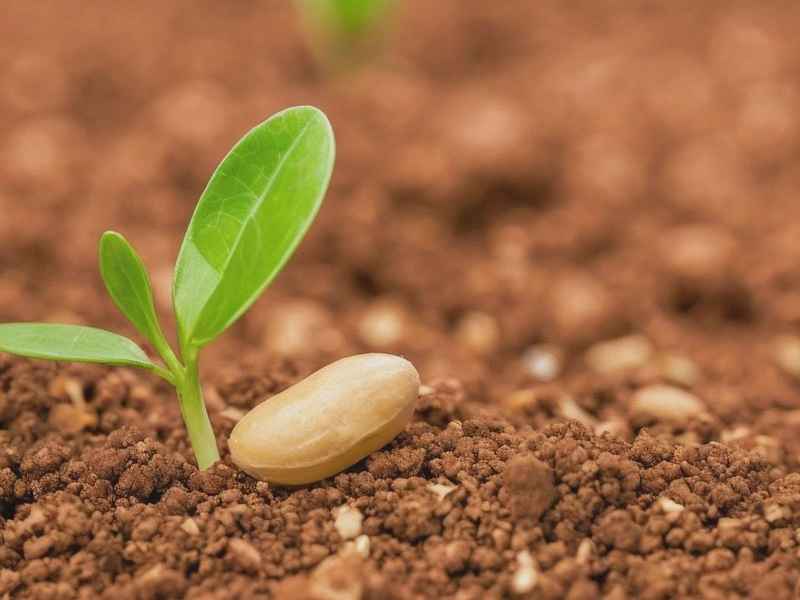 关于种子的实验、关于种子的科学小实验