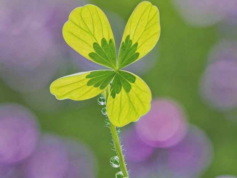 关于三叶草的儿歌 关于三叶草的儿歌歌词