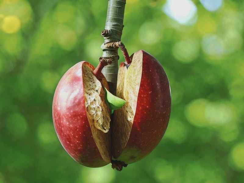 李子核故事（李子核故事图片）