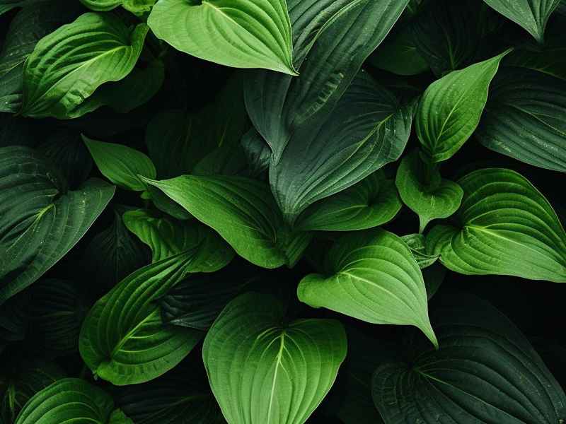 菊花的儿童诗歌 - 歌颂菊花的诗歌少儿