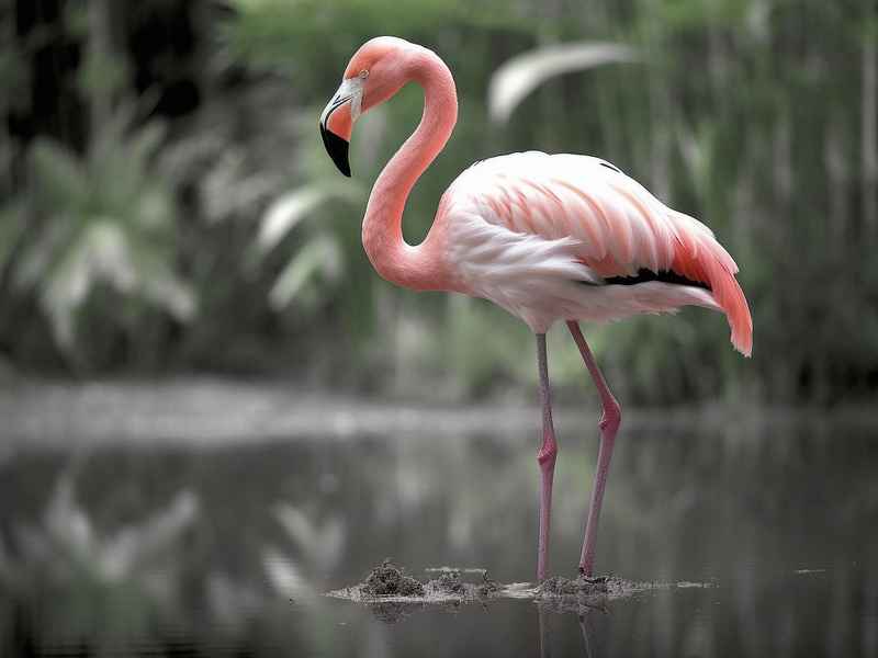 火烈鸟相关资料（火烈鸟相关资料大全）