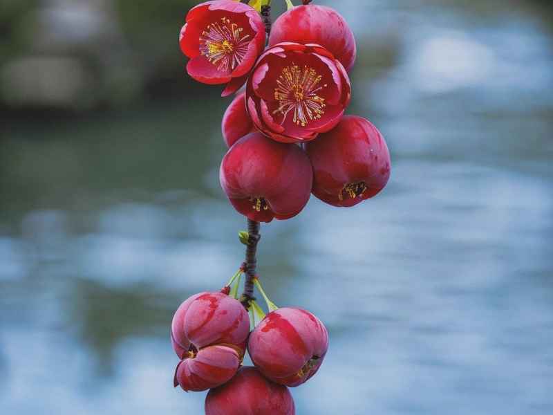 梅花 故事（梅花故事读音）