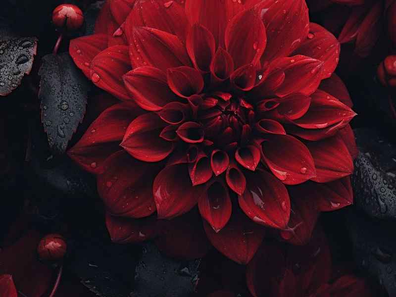 毛野人的故事儿童版；毛野人的故事大全