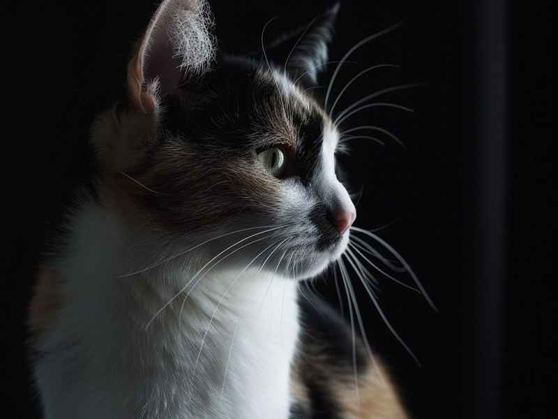 故事插画图片手绘、故事插画图片手绘三年级