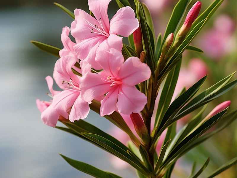 夹竹桃的来历和传说，夹竹桃的来历和传说故事