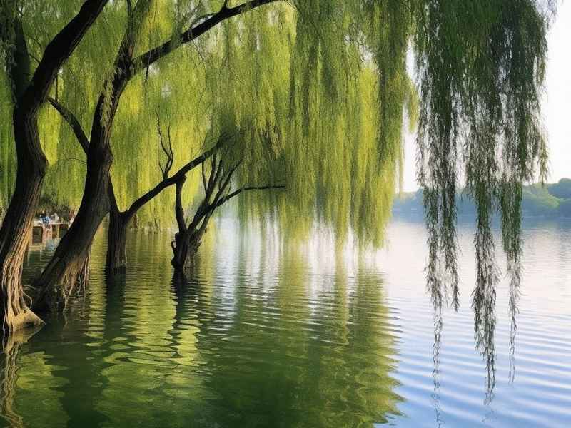 杨柳的传说故事,杨柳的传说故事50字 杨柳的传说故事,杨柳的传说故事50字