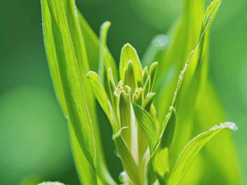 香椿芽的来历,香椿芽的来历故事 香椿芽的来历,香椿芽的来历故事