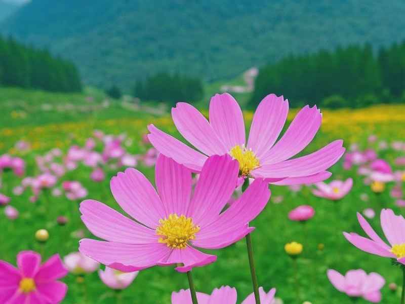 夏日痴告诉我们什么道理，夏日痴是什么花