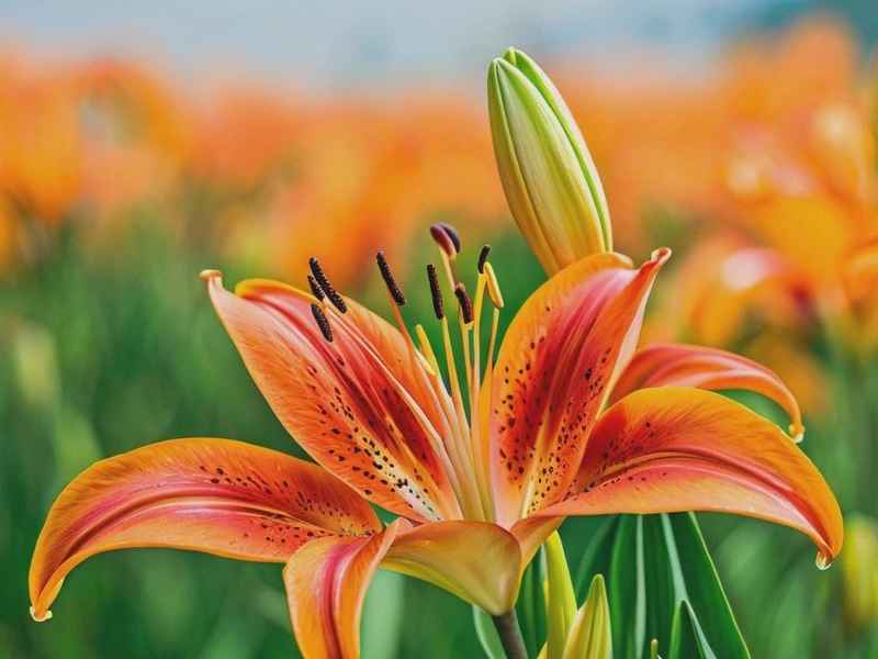 萱草花背景故事、萱草花的背景故事