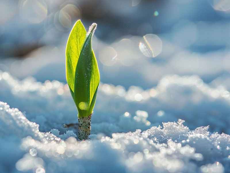 雪融化了去了哪里(雪融化去了哪里?) 雪融化了去了哪里(雪融化去了哪里?)
