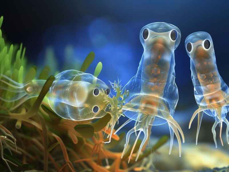 钟虫宝宝里都是啥动物 钟虫宝宝里都是啥动物图片
