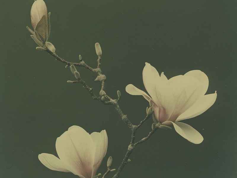 楚乔花絮王彦霖;楚乔花絮王彦霖第几集 楚乔花絮王彦霖;楚乔花絮王彦霖第几集