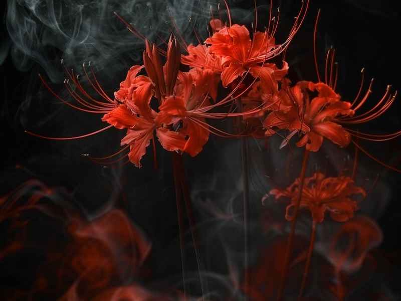 彼岸花的爱情故事短篇，关于彼岸花的短篇爱情故事