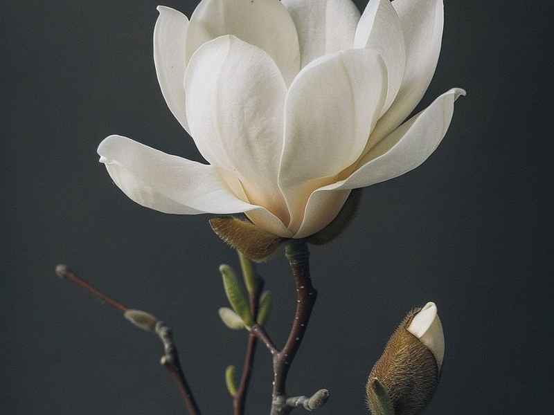 楚乔花絮王彦霖;楚乔花絮王彦霖第几集 楚乔花絮王彦霖;楚乔花絮王彦霖第几集