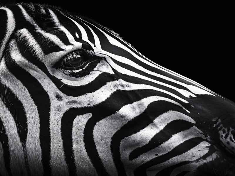 斑马的故事在线听,斑马的故事在线听完整版 斑马的故事在线听,斑马的故事在线听完整版