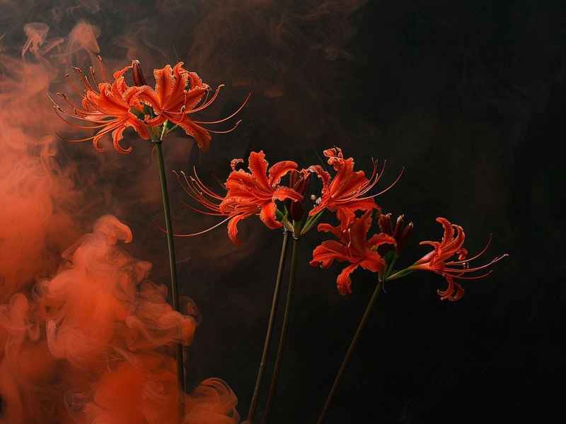 彼岸花开的故事（彼岸花开的故事有哪些）