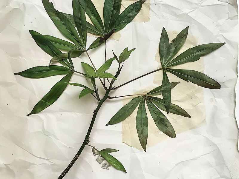五指山的茶叶叫什么名;五指山的茶叶叫什么名字 五指山的茶叶叫什么名;五指山的茶叶叫什么名字