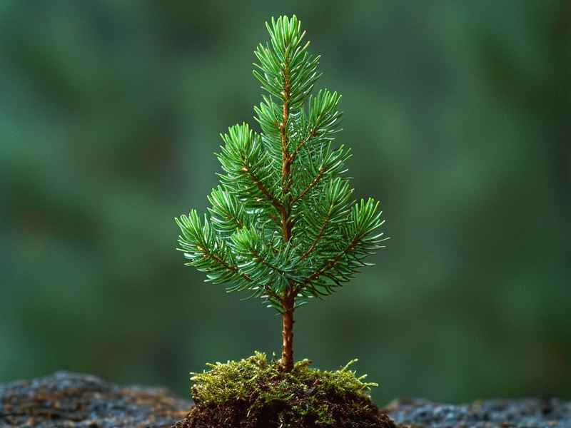 小树的故事电影免费在线观看、电影小树的故事完整版在线观看 小树的故事电影免费在线观看、电影小树的故事完整版在线观看