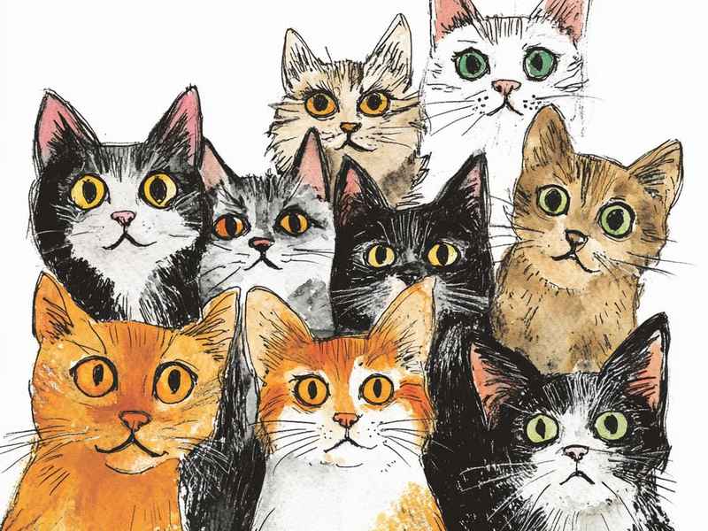 小猫汤米绘本全集、小猫汤米系列绘本