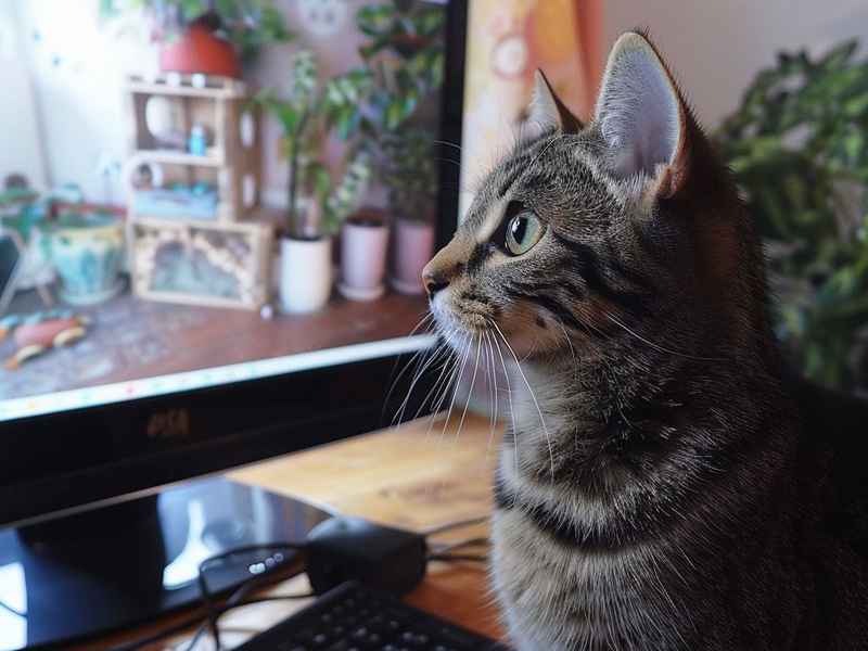 小猫咪的睡前故事500字 - 小猫咪的睡前故事500字以上