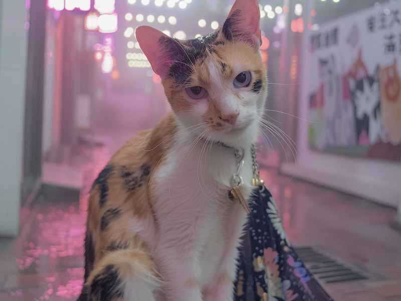 睡前小猫故事 - 小猫咪的睡前故事长篇