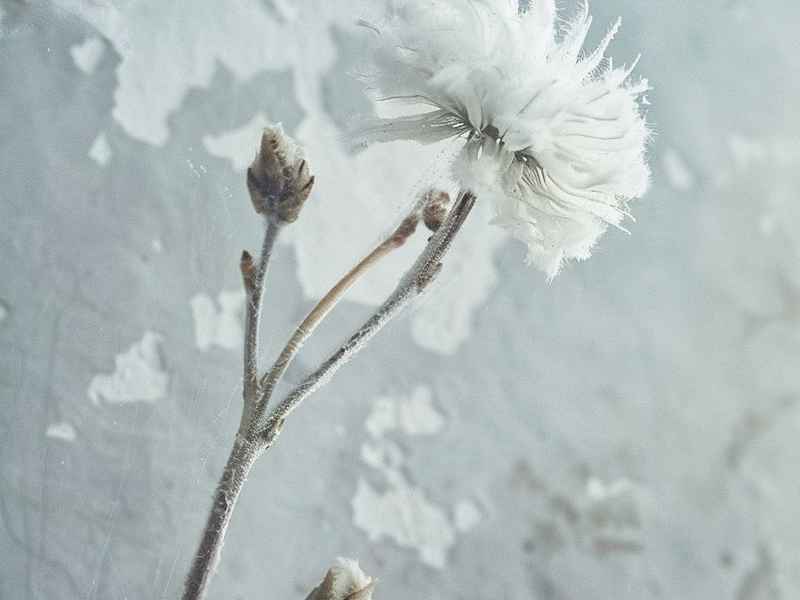 雪花讲故事；雪花讲故事,一不小心白了头能不能连起来