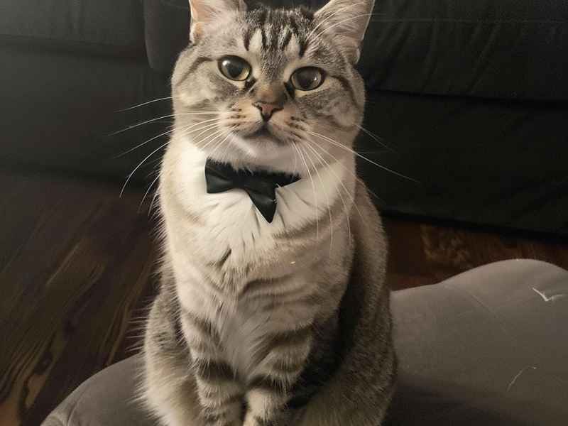 关于猫咪的童话故事;关于猫的童话小说 关于猫咪的童话故事;关于猫的童话小说