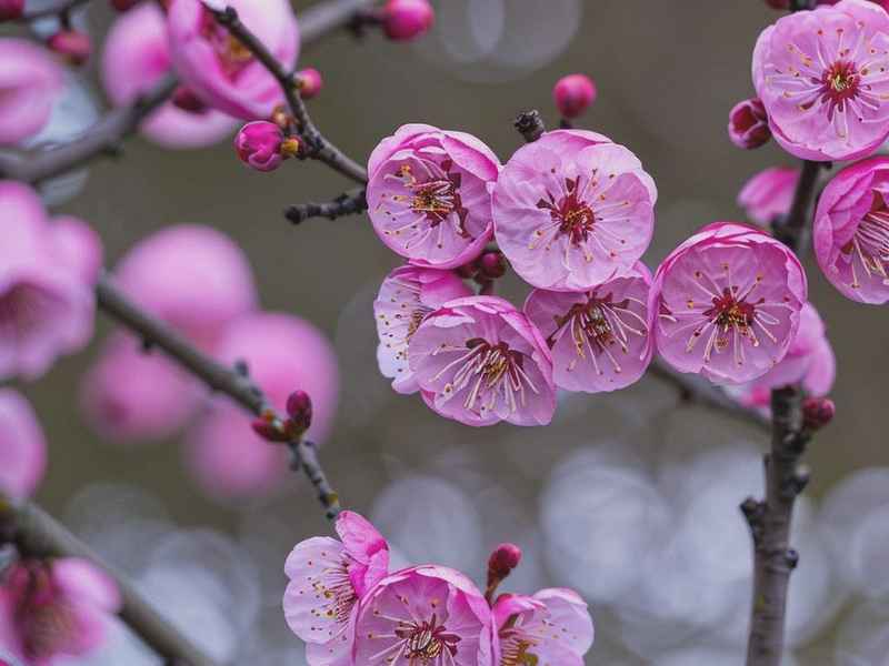 梅花讲故事(梅花故事讲解) 梅花讲故事(梅花故事讲解)